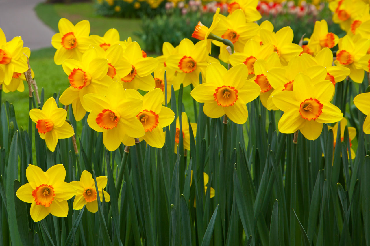 daffodil
